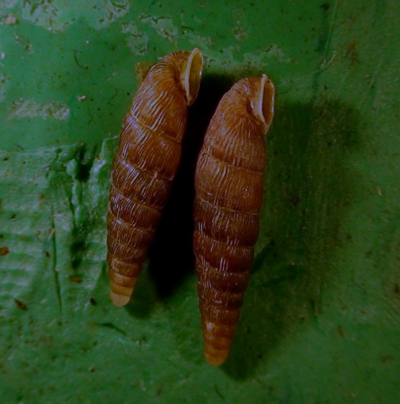Clausilia (Clausilia) rugosa pinii Westerlund, 1878